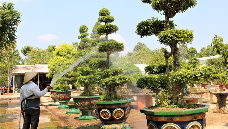 Các loại cây dễ chăm sóc