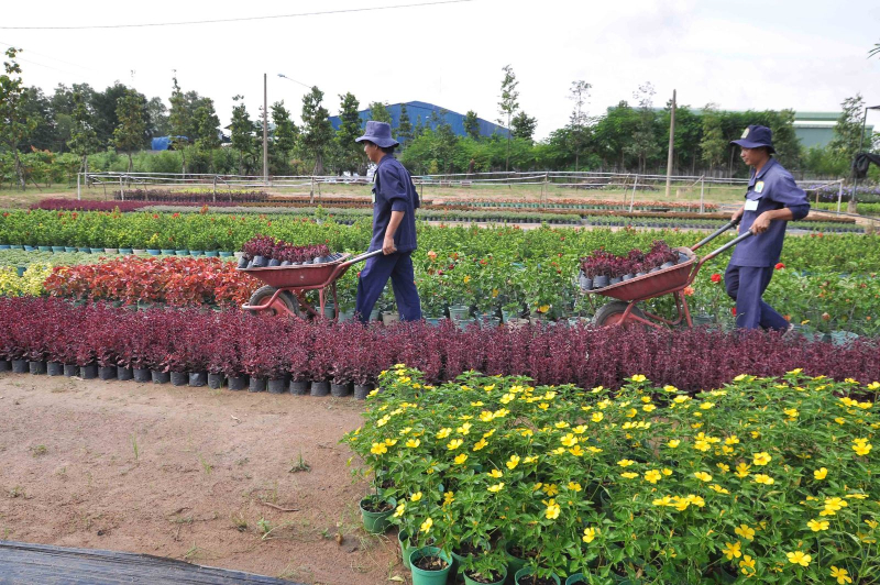 Vườn ươm cây trang trí