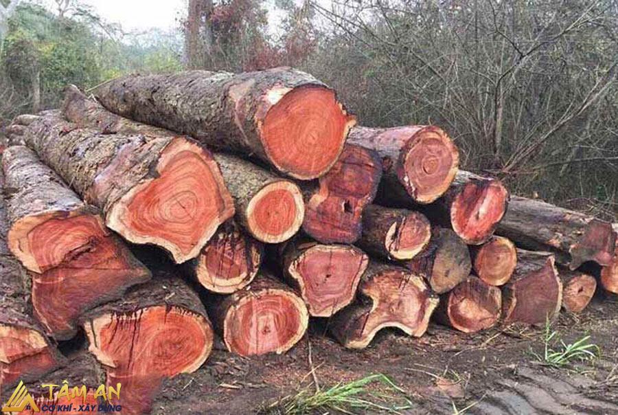 Gỗ tự nhiên là gì? Ưu và nhược điểm của gỗ tự nhiên 6 Gỗ đinh hương